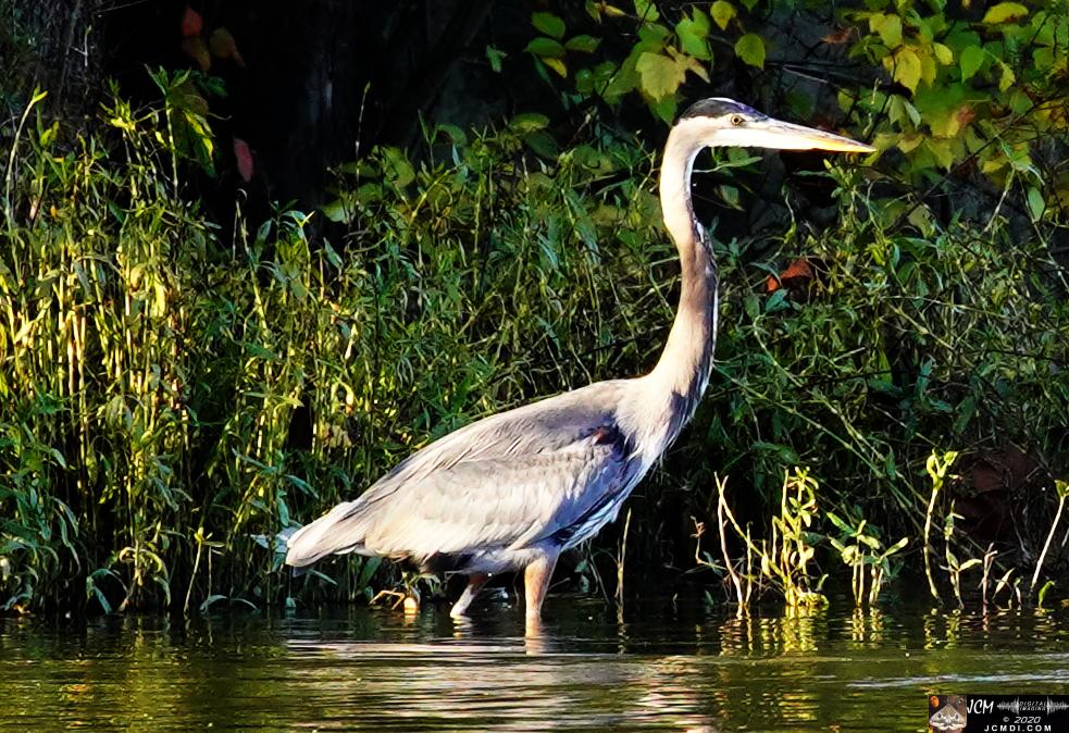 20201030 Old Hickory Lake TN Pelicans